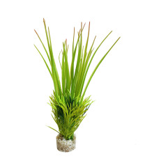Decoração Planta Oasis Baby Decoração Planta Oasis Baby